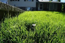 The key to establishing new sod is to keep it properly watered for the first month. New Sod Care Everything You Need To Know To Take Care Of That Sod Green Works Contracting