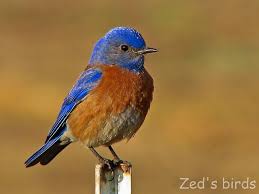 Blue Bird With Orange Wings Western Bluebird Explored Blue Bird Bluebird Painting Beautiful Birds