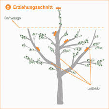 Obstbaumschnitt Eine Anleitung Mit Bildern Obstbaumschnitt Obstbaume Beschneiden Bepflanzung