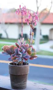 These varieties can help you prevent erosion, inhibit weeds, and fill in neglected areas. Winter Blooms Succulents