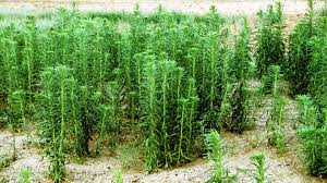 Image result for Conyza