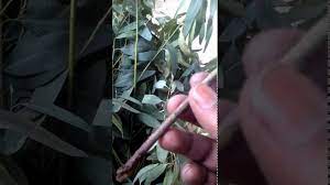 Is it possible to propagate eucalyptus from cuttings? Rooting Eucalyptus Branches Youtube
