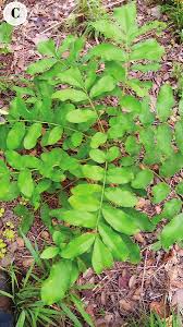 Image result for Rinorea brachypetala