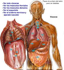 Resultado de imagen para cuerpo humano