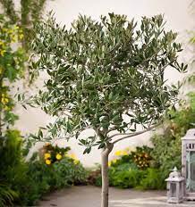 Feed the tree once a. How And When To Prune An Olive Tree Designer Trees Australia
