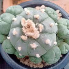 Image result for Loxodera caespitosa