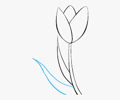 Print out these pictures and copy them, as you like. How To Draw Tulip Simple Flower Drawing Tulip Free Transparent Clipart Clipartkey