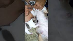 Breastfeeding Puppy Youtube