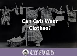 Because they have no fur they lose more body heat than coated cats which makes them warm to the touch and prone to finding warm places. Can Cats Wear Clothes Cat Kingpin