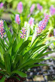 Tips and inspiration to get growing. Bromeliad Bromeliaceae Plant Tropical Flower Are A Family Stock Photo Picture And Royalty Free Image Image 104535443