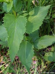 Image result for Landolphia lanceolata