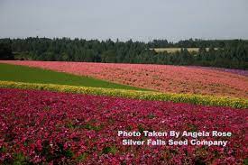 Flower Seed Grass Seed Wildflower Seed Pasture Seed Wildflower Seeds Seed Company Flower Field
