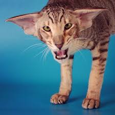 These are playful and very social cats that have folded ears. Oriental Shorthair Cat With Huge Big Ears Oriental Shorthair Cats Cats Oriental Shorthair
