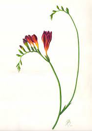 Freesia Cicek Bitki Cizim