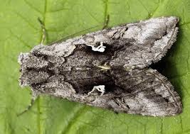 Image result for Syngrapha microgamma