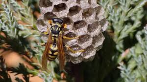 Essaim de guepe que faire. Construction D Un Nid De Guepe Youtube