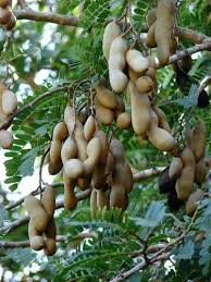Tamarind tree with fruit in tepoztlan, morelos i. Tamarind Plant At Rs 50 Piece Tamarind Plant Id 19073936888