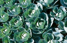 What Kind Of Vegetables Like Wood Stove Ashes Ehow Com Raw Cabbage Cabbage Juice Cabbage