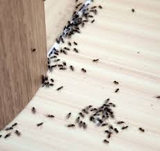 How hard is it to get rid of bed bugs? How To Get Rid Of 10 Kinds Of Pests That Invade Your Home