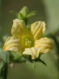 Image result for Cucumis maderaspatanus