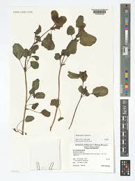 Image result for Boerhavia repens