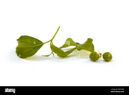 Image result for Colubrina asiatica