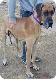 Footwear company and national pet brand announce their plan to help save animal lives and improve pet health through pet adoptions and animal welfare programs. Phoenix Az Great Dane Meet Brue A Dog For Adoption Great Dane Great Danes For Adoption Dog Adoption