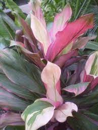 Cordyline Fruticosa Bolero Plants Garden Plants Design Drought Resistant Plants
