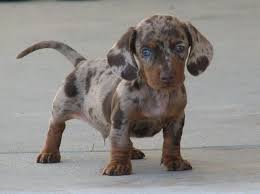 Both parents were rescued dogs. Dachshund Puppies For Sale In Michigan Petswall