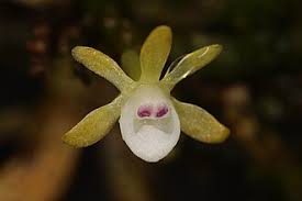 Image result for Taeniophyllum