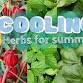 Tea Thyme: Herbs for Summer Wellness