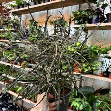 Image result for Plerandra