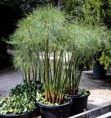 Image result for Cyperus dives