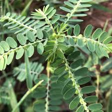 Image result for Phyllanthus beillei
