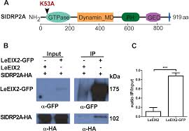 An associate degree, which is of two years duration and covers the technical scope of training. Frontiers Tomato Dynamin Related Protein 2a Associates With Leeix2 And Enhances Prr Mediated Defense By Modulating Receptor Trafficking Plant Science