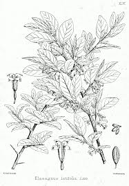 Image result for Loxogramme latifolia