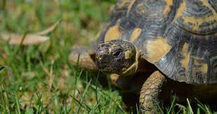 Are You Thinking Of Buying A Tortoise To Keep If So There Are Some Important Things To Consider Tortoise Pet Care Takes Some Pl Tortoise Care Pet Care Turtle