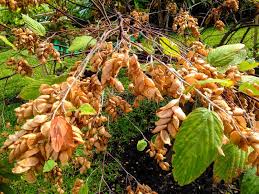 Image result for Flemingia strobilifera