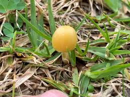 Image result for Bolbitius sp.