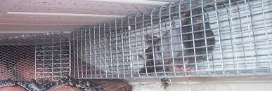 Riverside Wildlife Trapping Control Raccoon Skunk Opossum In California