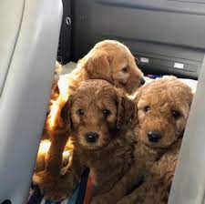 We did not find results for: Mini Goldendoodle Puppies For Sale And Adoption Near You Home Facebook