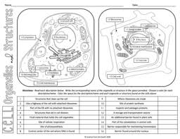 Animal cells organelles not found in plant cells: Plant And Animal Cells Organelles And Structures Coloring Worksheet