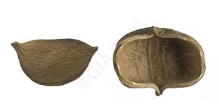 Image result for Sterculia tragacantha