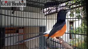 Kawin silang tersebut bertujuan untuk memadukan kelebihan dari kedua jenis murai batu (mb) tersebut untuk menghasilkan anakan yang berkualitas baik. Murai Batu Asli Bordan Gacor Borneo X Medan Youtube