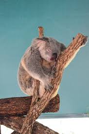 Epic Cairns To Brisbane Or Viceversa 2 Week Road Trip Australia Honeymoon Koala Cute Baby Animals