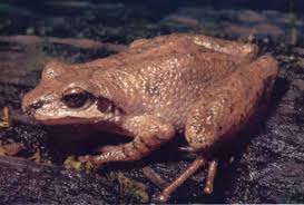 The species is endemic to the united states. Rare Threatened And Endangered Animal Fact Sheets