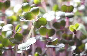 But what does this mean? Grow Microgreens Using Led Grow Lights Bren Haas