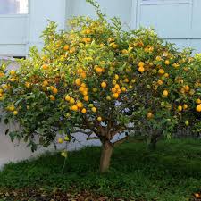 Image result for Citrus × limon