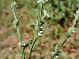 Image result for Neojeffreya