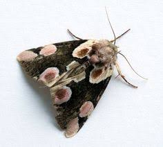 Zhiwen wang was born on june 25, 1966 in shanghai, china. Zhiwen Wang Wangzhiwen Profile Pinterest